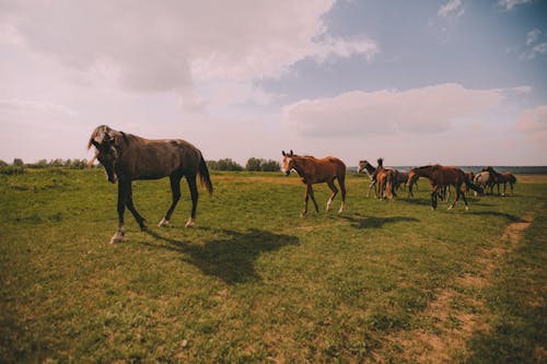 Gratis lagerfoto af besætning, equus, græs