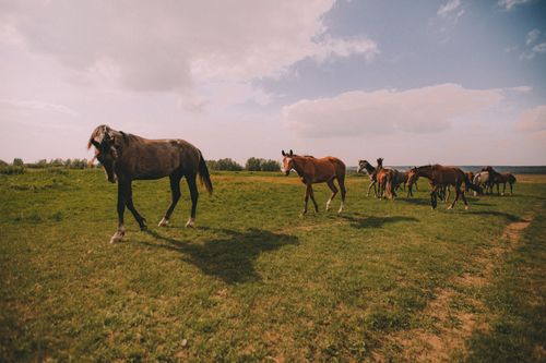 Free Majestic horses roaming freely in a sunny meadow, showcasing the beauty of nature's freedom. Stock Photo