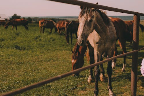 Horses on a Grassy Field