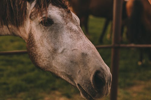 Foto profissional grátis de animal da fazenda, ao ar livre, cabeça