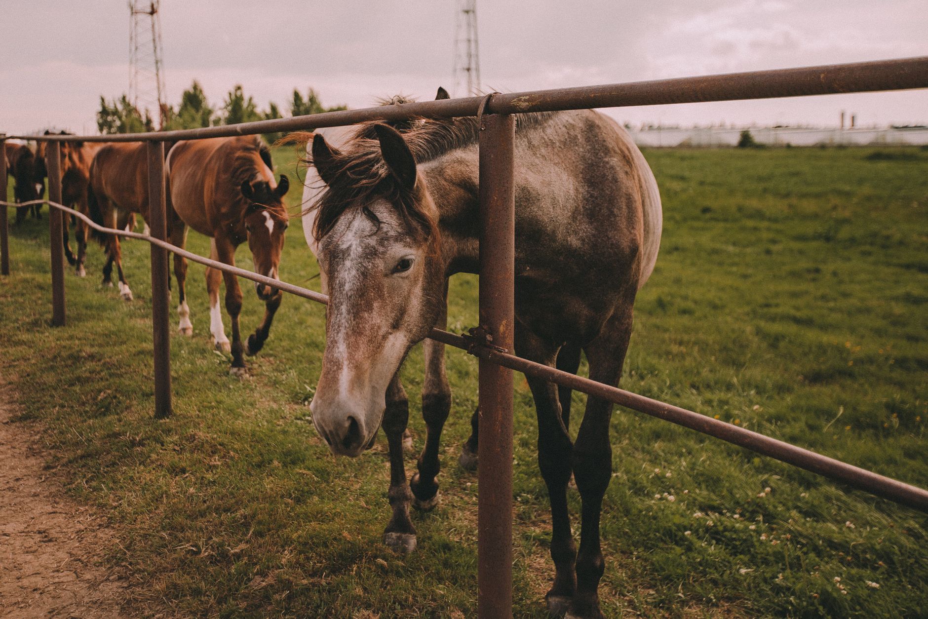 Portrait of a horse at a veterinary clinic
