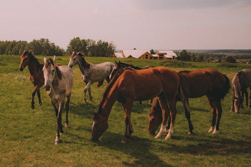 De franc Foto d'estoc gratuïta de animals de granja, bestiar, cavalls Foto d'estoc