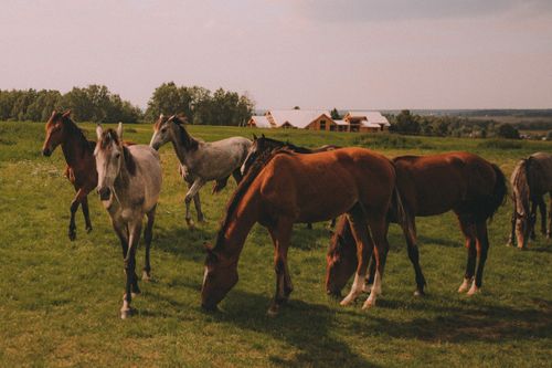 Free A serene scene of horses grazing in a green pasture under a sunny sky, capturing the essence of rural life. Stock Photo