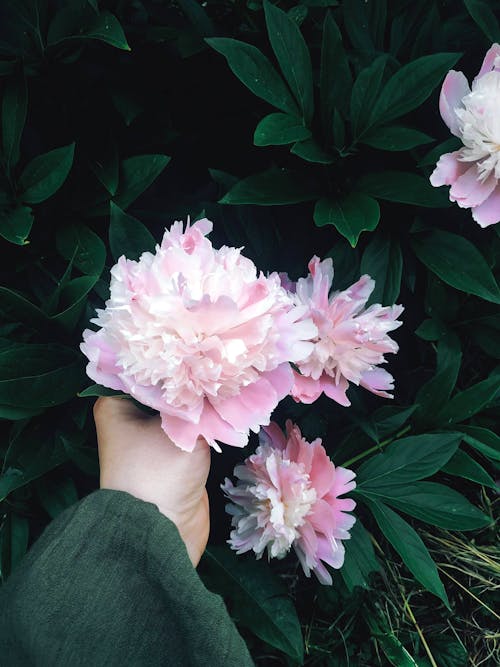 Free Person Holding a Pink Flower on a Plant Stock Photo