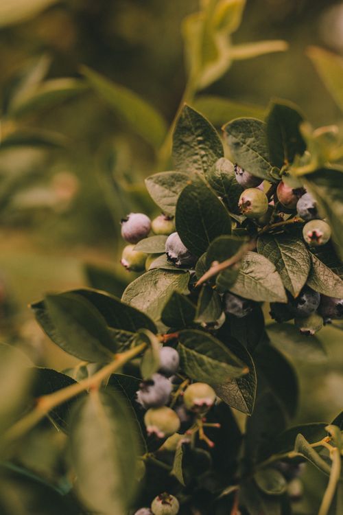 Free Detailed view of unripe and ripe blueberries on a branch, with lush green leaves in a natural setting. Stock Photo