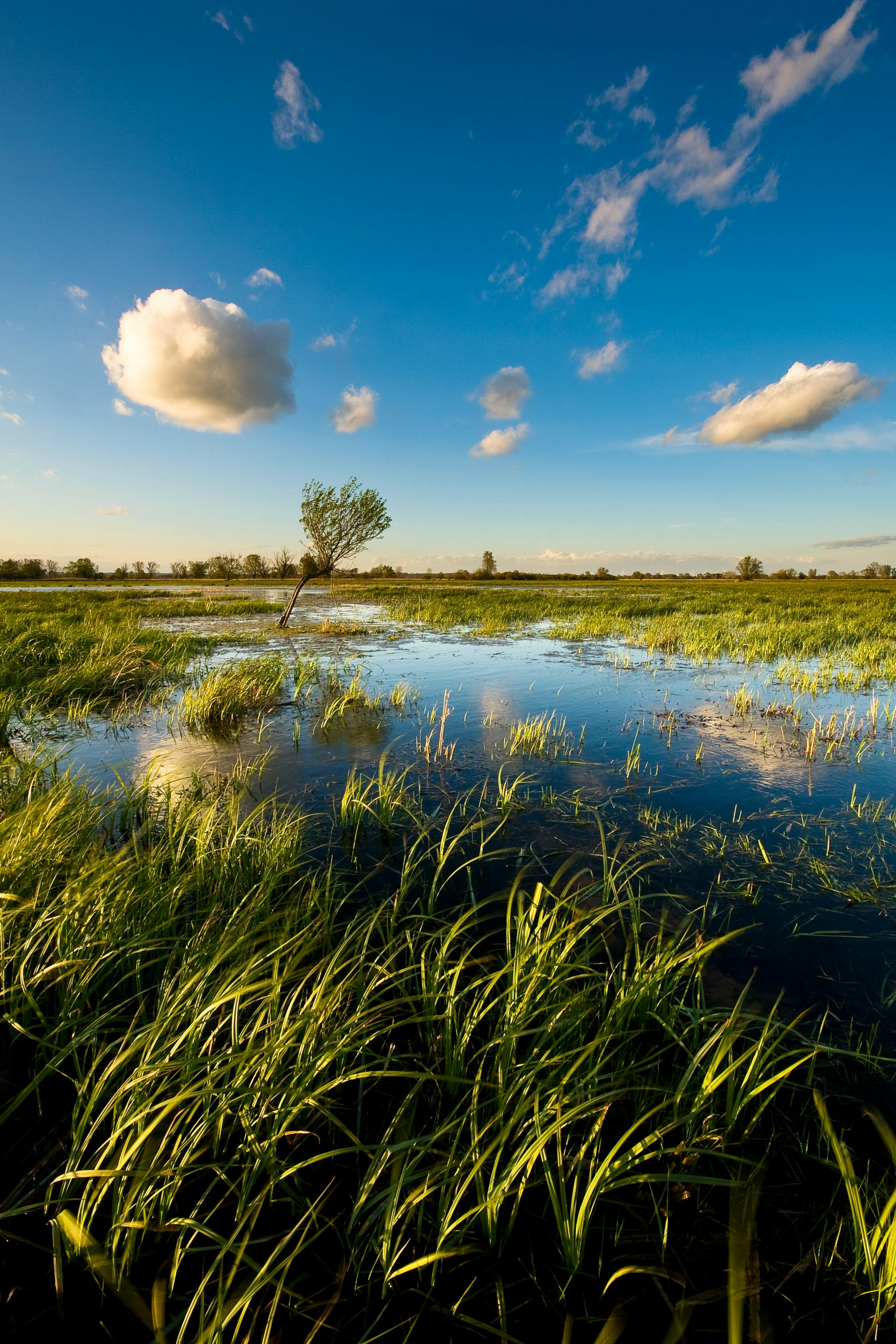 A tranquil scene of a flooded grassland under a bright blue sky with fluffy clouds.