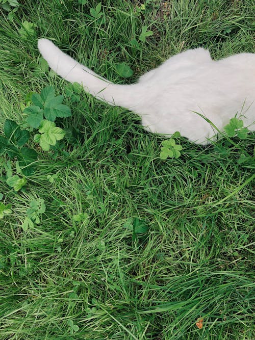 Miễn phí Ảnh lưu trữ miễn phí về bắn dọc, căn cứ, cây xanh Ảnh lưu trữ