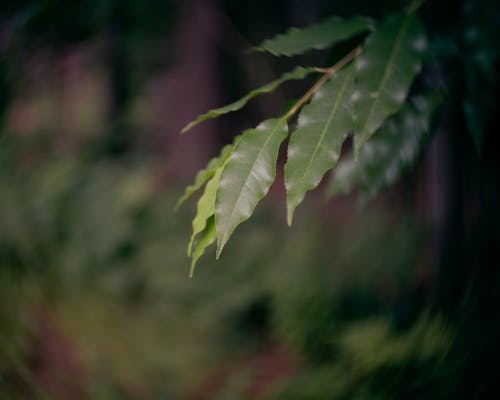 Bezpłatne Darmowe zdjęcie z galerii z głębia pola, liście, selektywna ostrość Zdjęcie z galerii