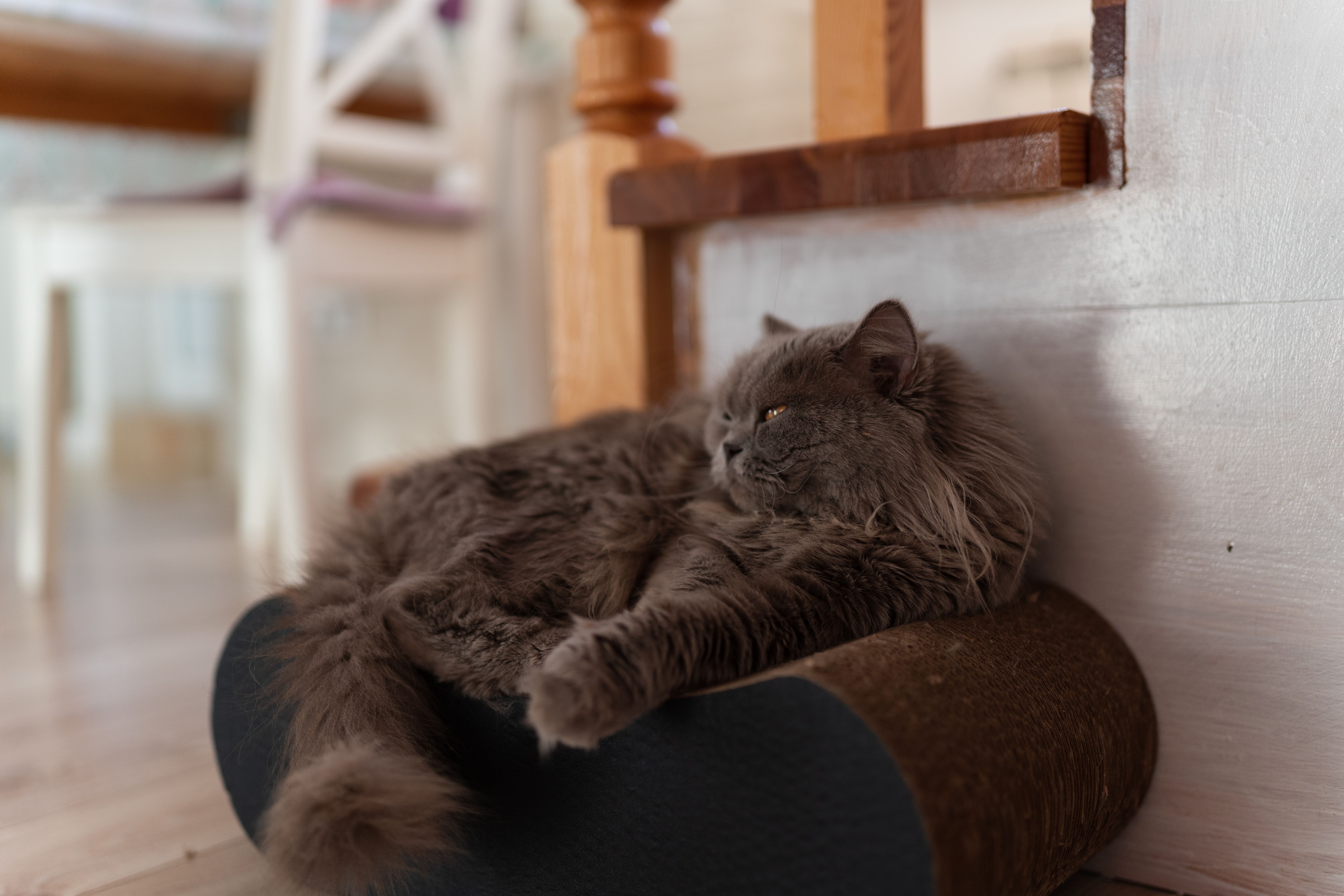A fluffy Persian cat lounging indoors on a cushion, exuding coziness and tranquility.