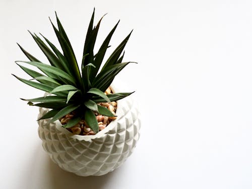 Green Plant on White Vase