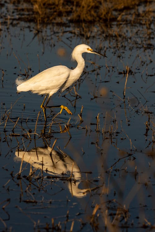 Бесплатное стоковое фото с белая цапля, водоплавающая птица, отражение