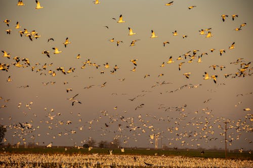 Flock of Birds Flying over the Field