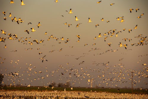 Kostenloses Stock Foto zu fliegen, gänse, in der luft