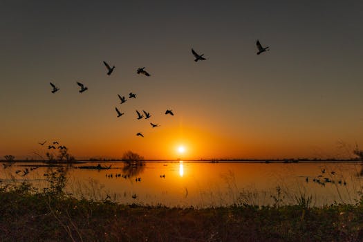 A flock of birds flies over a tranquil lake at sunrise in Merced, California.
