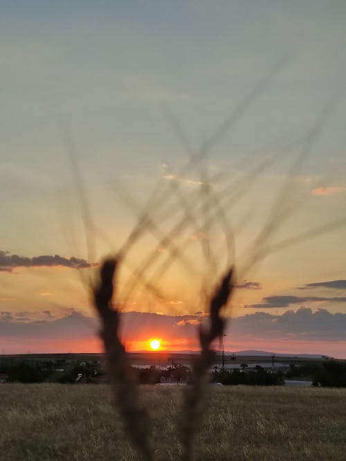Free Scenic Sunset through Shrubs Stock Photo