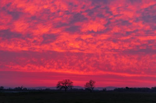 Fotobanka s bezplatnými fotkami na tému ca, červená obloha, dramatická obloha