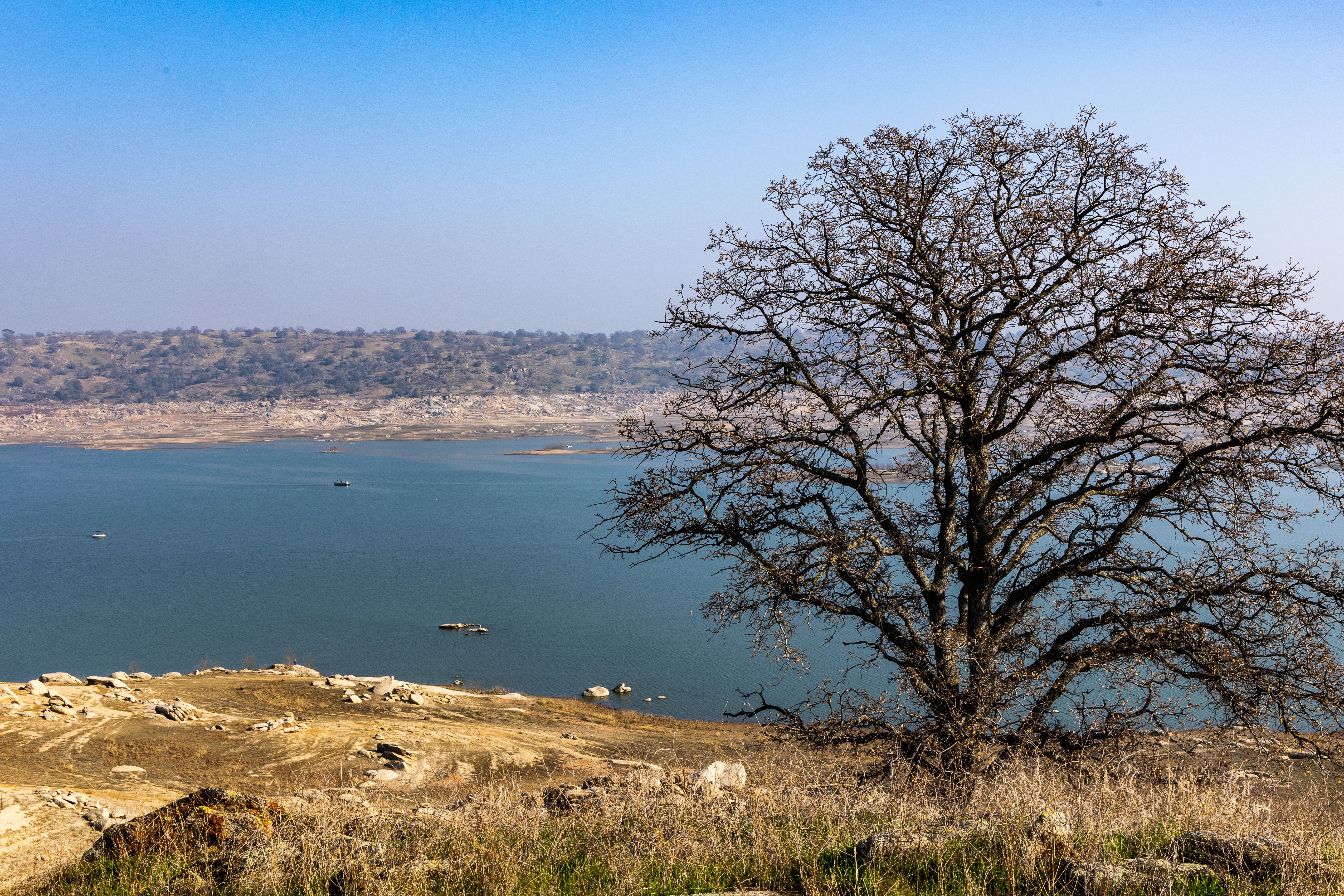 Photo of a Bare Tree Near a Body of Water · Free Stock Photo
