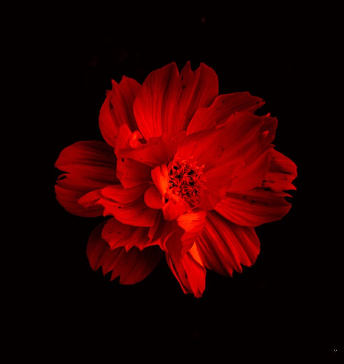 Red Flower In Black Background Free