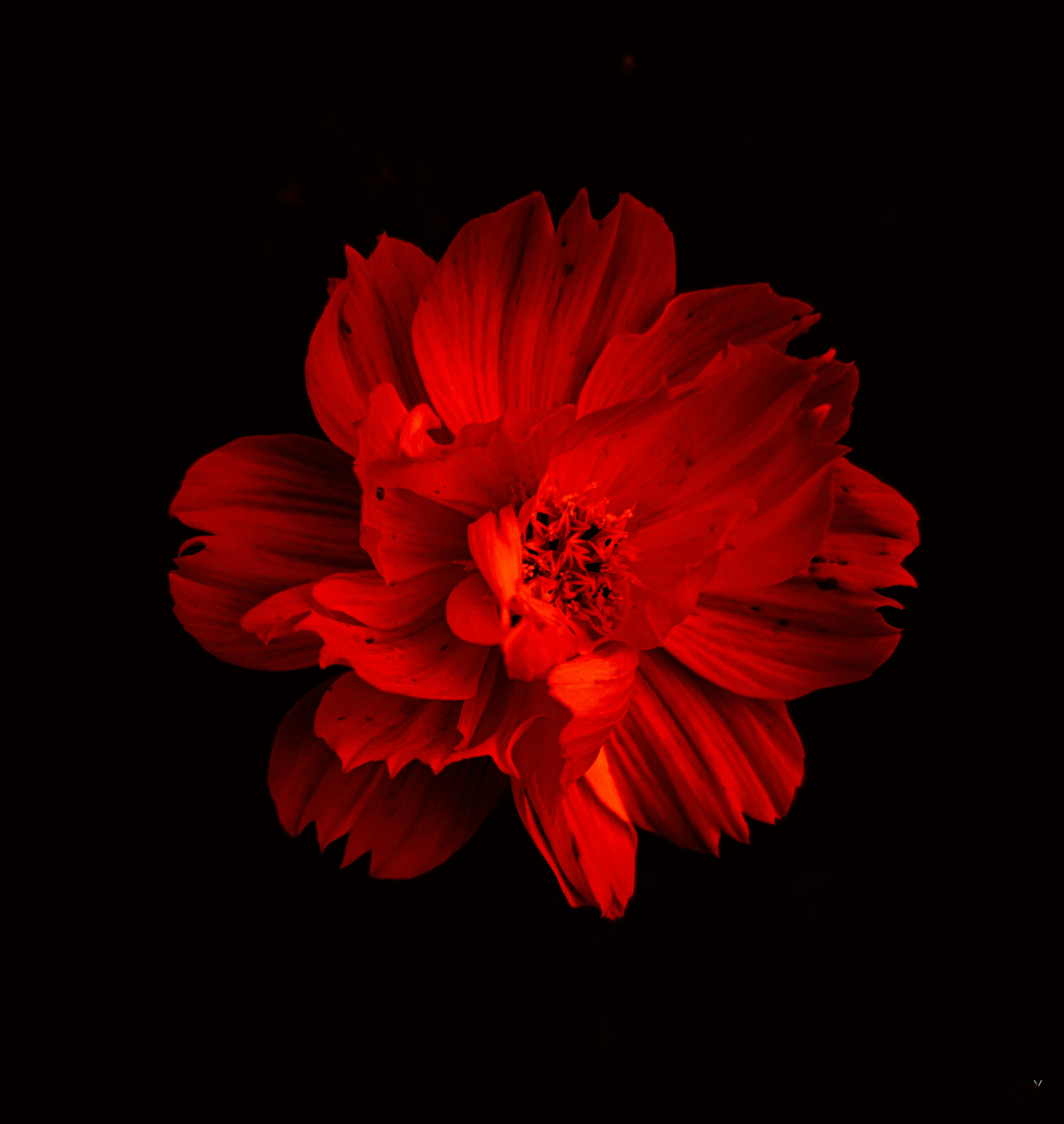 Red Flower in Black Background · Free Stock Photo