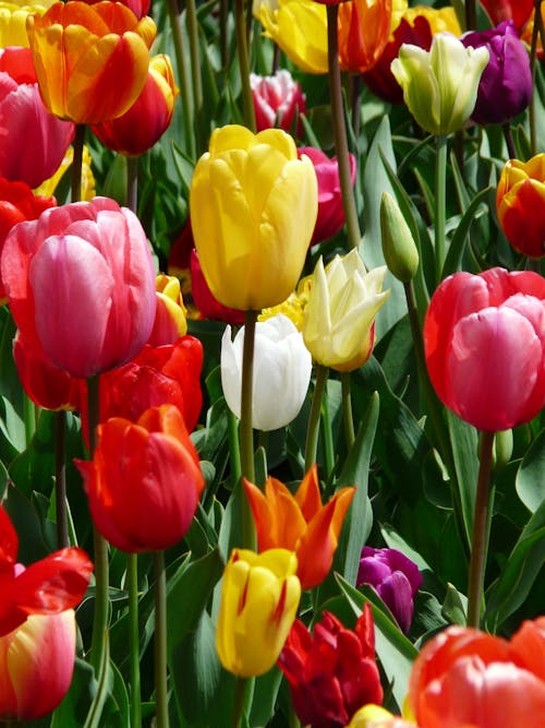 Żółty Fioletowy I Czerwony Kwiat Tulipana W Ciągu Dnia