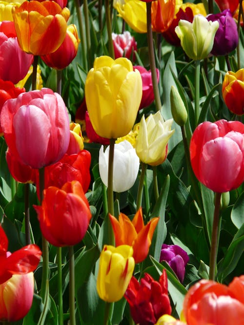 Flor Amarela Roxa E Tulipa Vermelha Durante O Dia