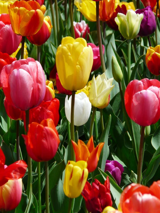 Bezpłatne Żółty Fioletowy I Czerwony Kwiat Tulipana W Ciągu Dnia Zdjęcie z galerii