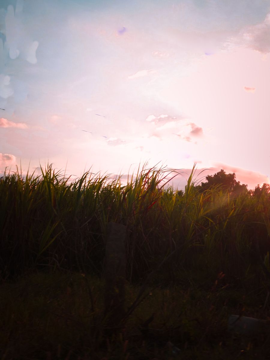 Sugarcane field at sunrise