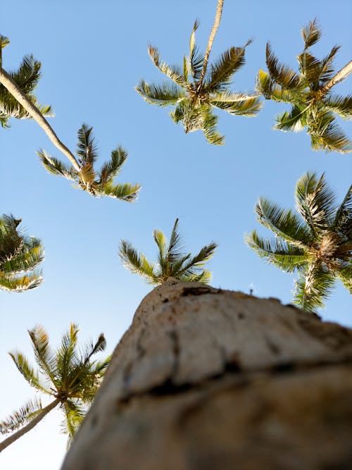 ココナッツの木, トロピカル, ローアングルショットの無料の写真素材