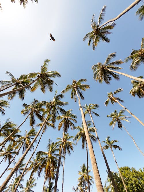Бесплатное стоковое фото с голубое небо, кокосовые пальмы, пальмовые деревья