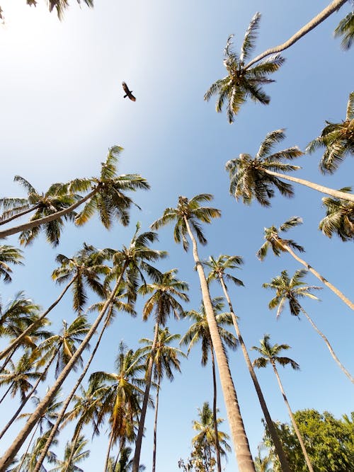 Low Angle Photography of Palm Trees