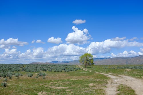 Foto d'estoc gratuïta de arbre, carretera sense asfaltar, cel blau