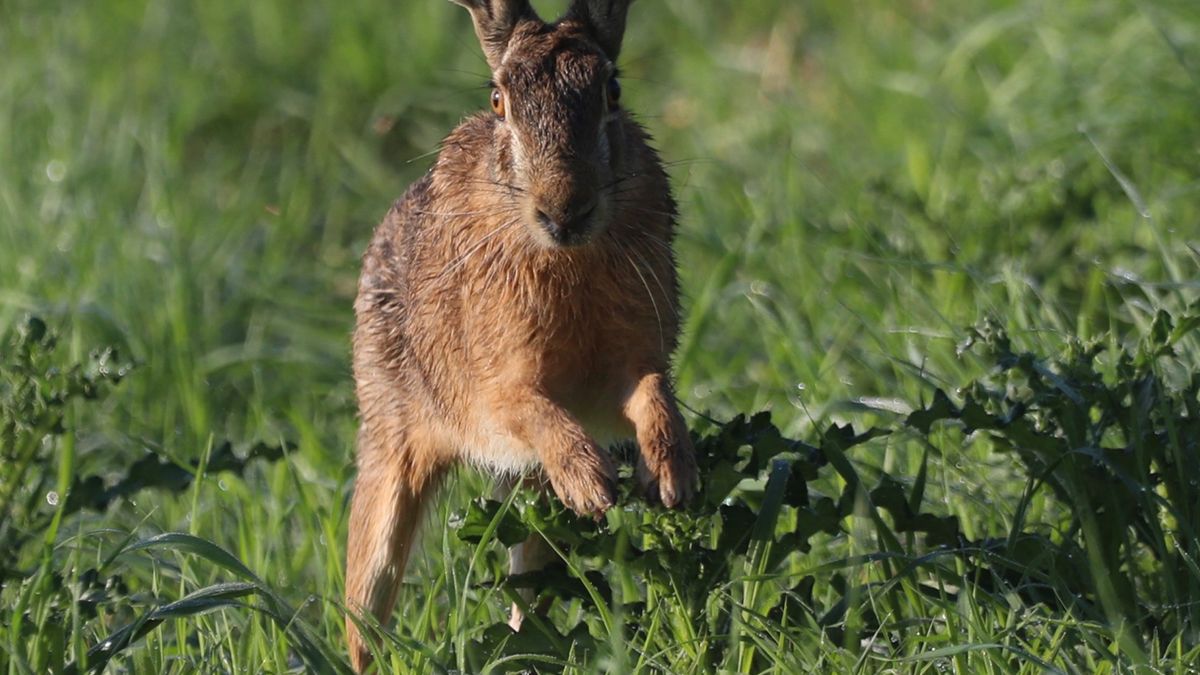 Europäischer Feldhase mit langen Ohren im grünen Gras