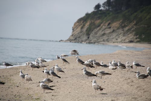 Flock of Seagulls on A Seashore 