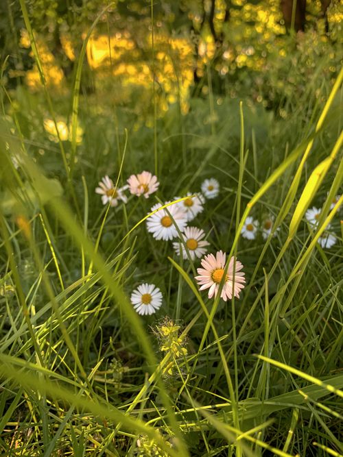 Free Captivating view of daisies blooming in a sunlit meadow, showcasing nature's beauty. Stock Photo