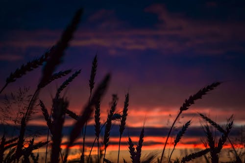 風景写真の夜明けの間の小麦のシルエット