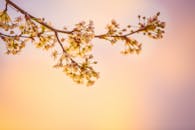 樱花精致地盛开，映衬着充满活力的日落天空