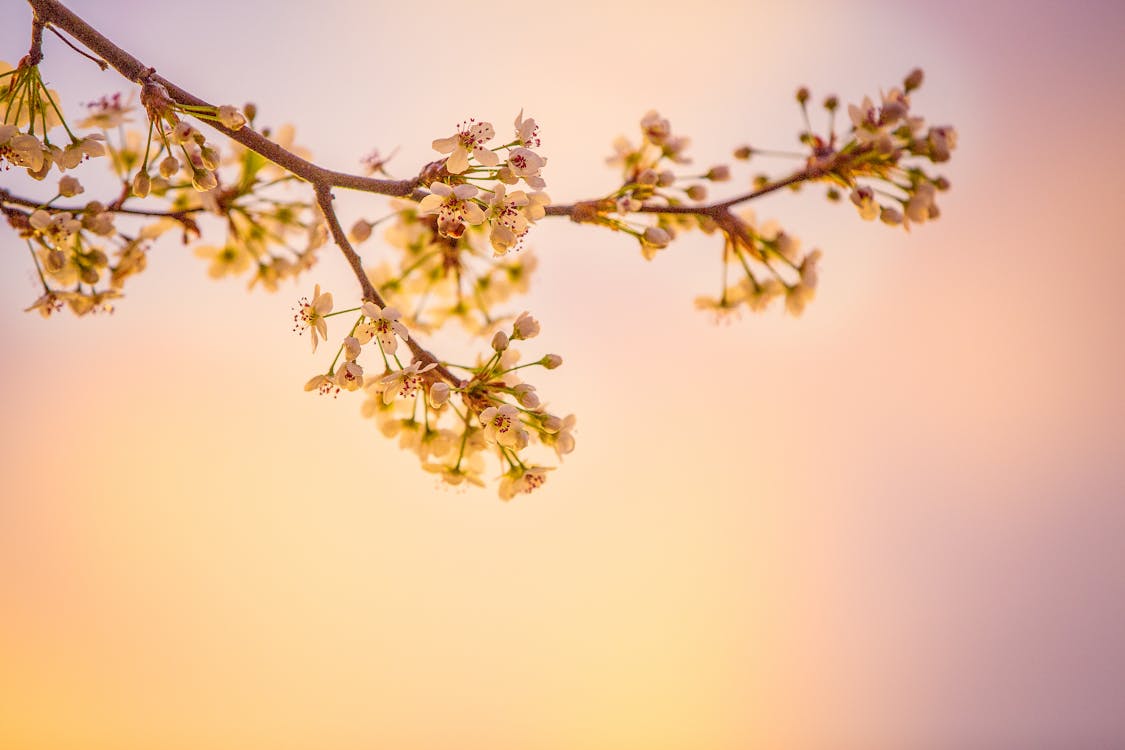 Weiße Kirschblüten In Der Nahaufnahmefotografie