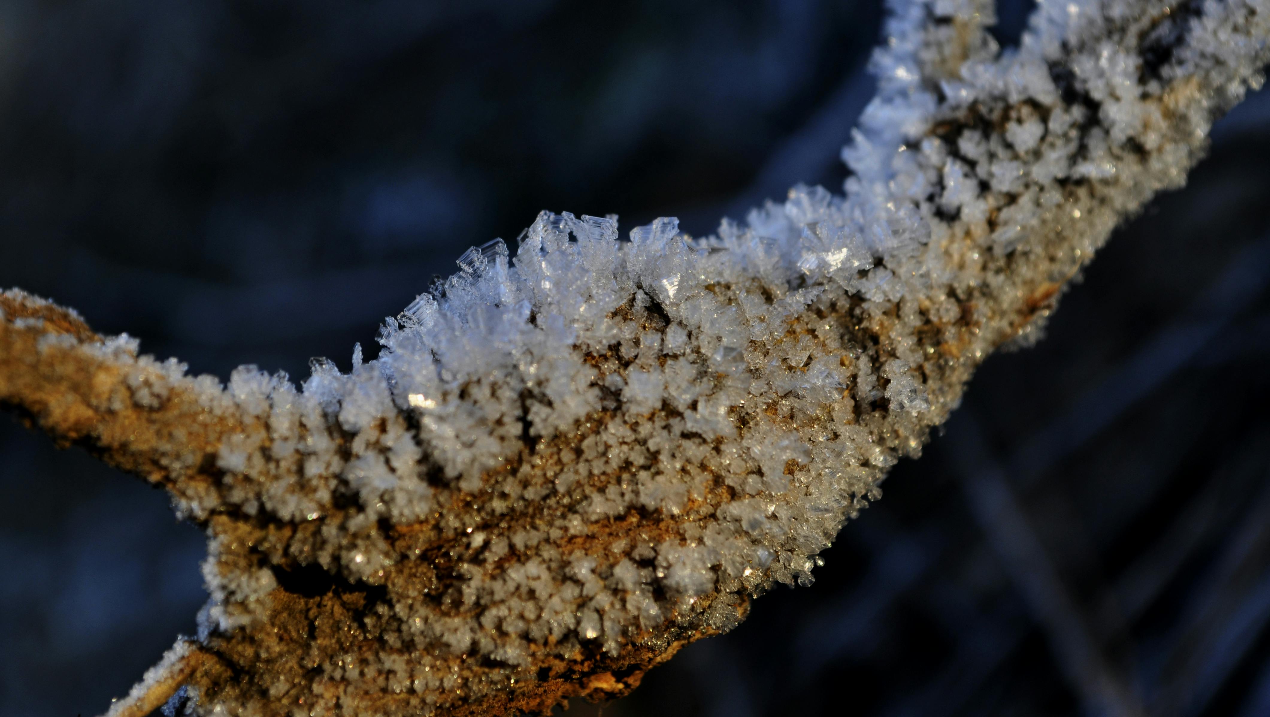 Free stock photo of frost, ice, tree branch