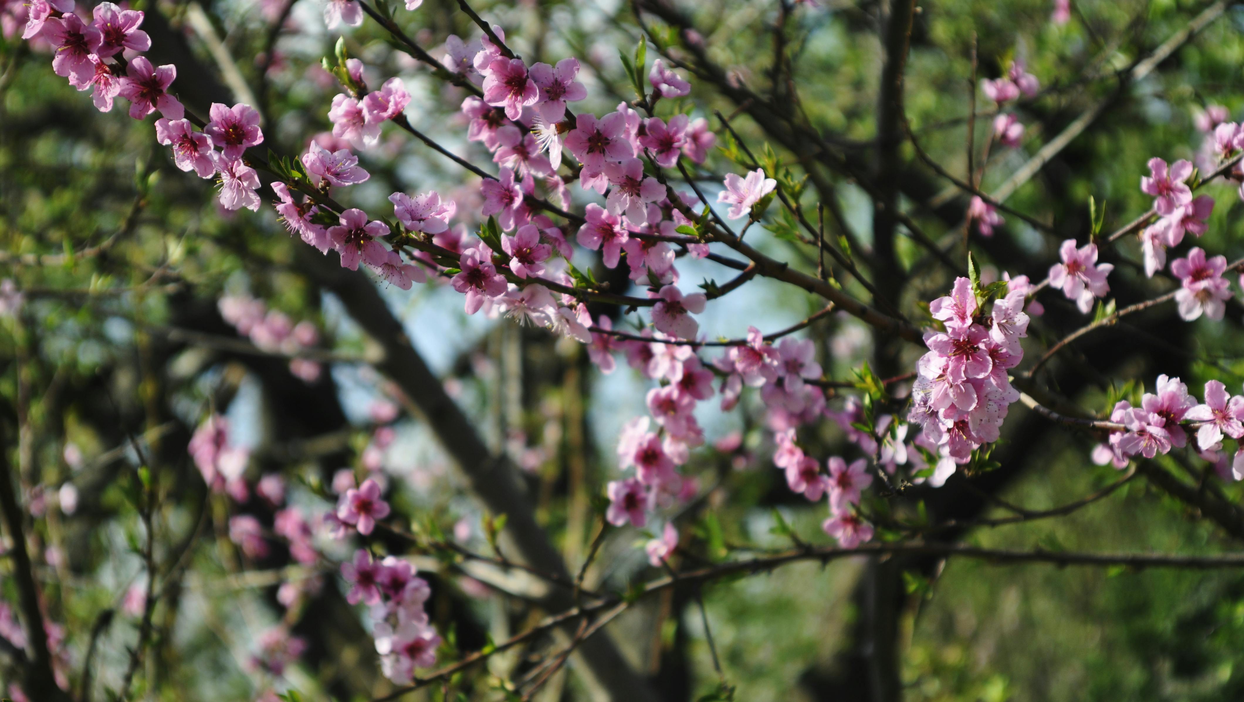 ピンクの花 リンゴの木 庭園の無料の写真素材