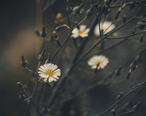 Gratis stockfoto met bloeiend, bloemblaadjes, bloemen