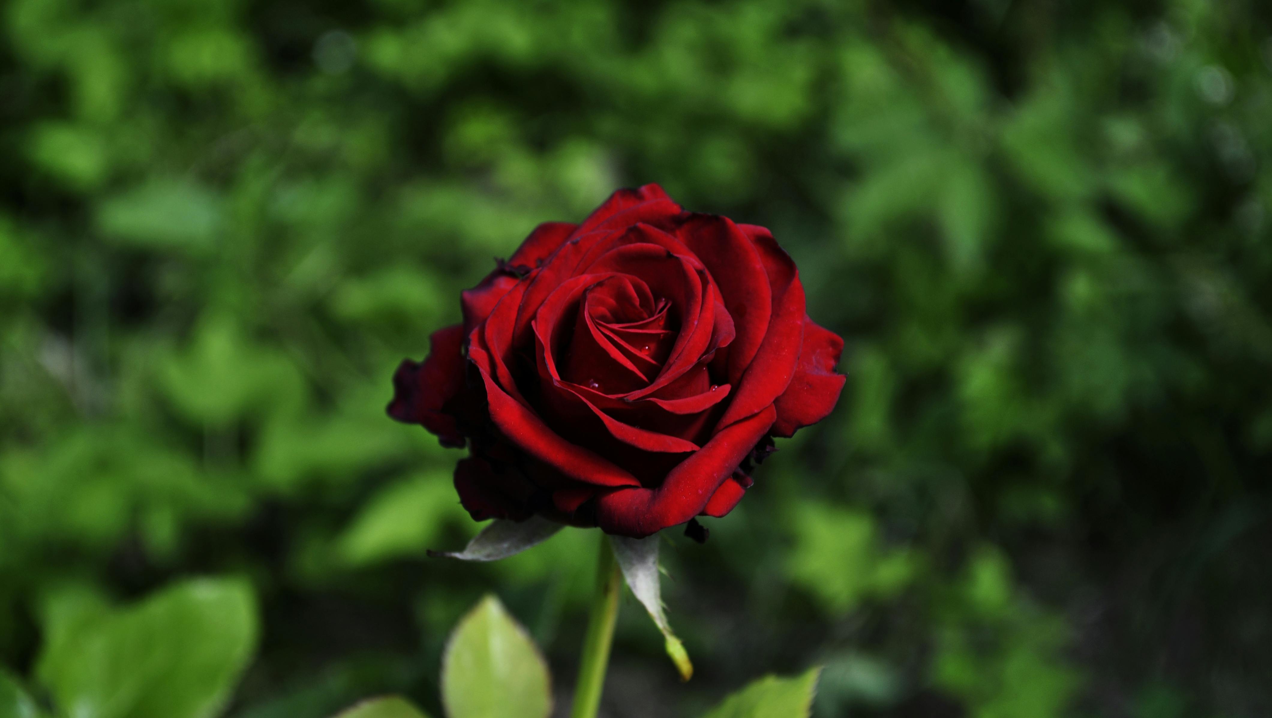 Paling Keren 30 Gambar Taman Bunga Mawar Merah Galeri 