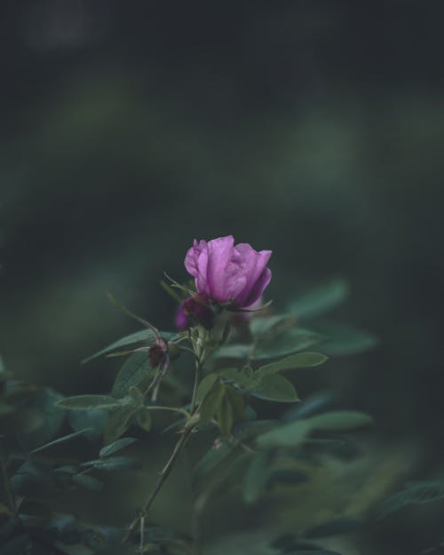 Free Blooming Purple Rose on a Plant Stock Photo