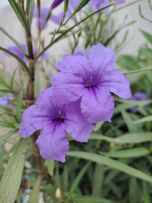 Close-up Shot of Purple Flowers in Bloom