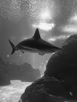 Striking black and white photo of a shark swimming in underwater rocks, captured with dramatic lighting.
