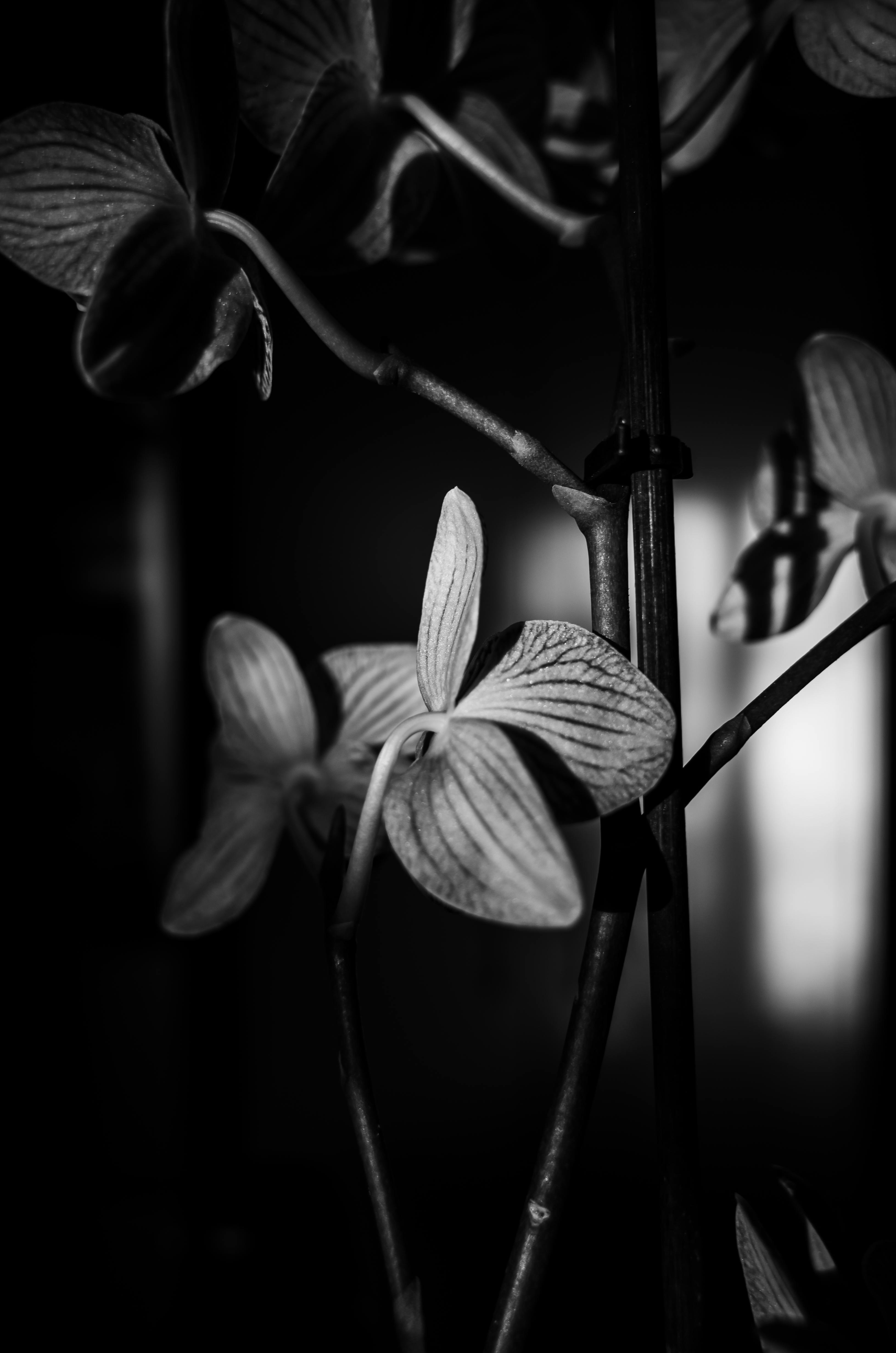 Plants in Black and White · Free Stock Photo