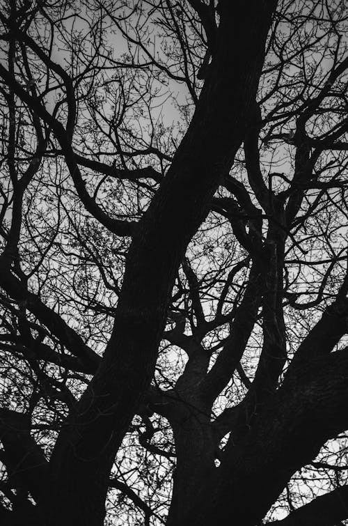 Low Angle Photography of Leafless Tree