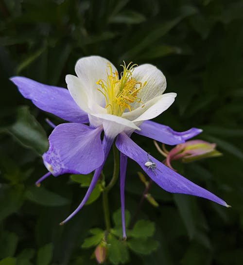 Fotos de stock gratuitas de aquilegia, campanilla, flor de verano