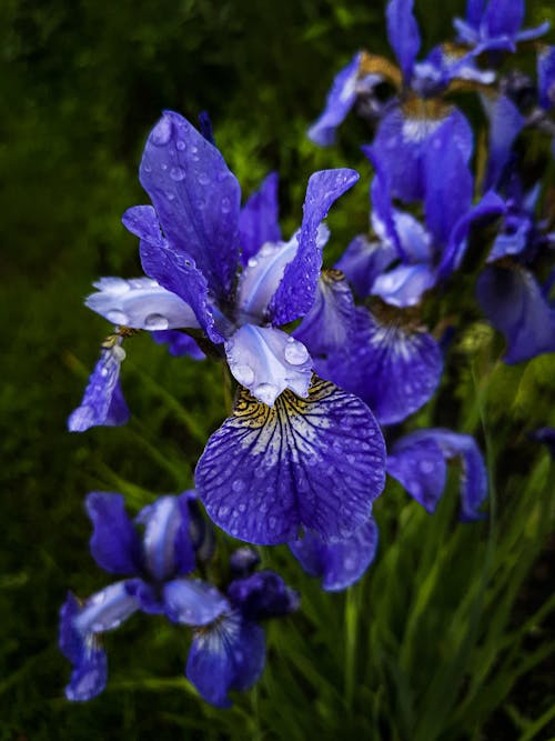 Photos gratuites de belle fleur, gouttes, gouttes de pluie