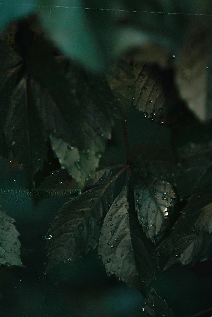 A moody close-up of dark green leaves covered in dewdrops. Perfect for nature and freshness themes.
