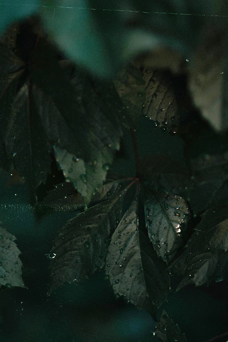 Dark green babchi leaves, the source of botanical bakuchiol